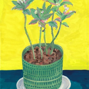 succulents_plant